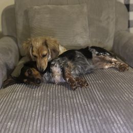 Dachshund Puppies from Foster’s Dachshunds