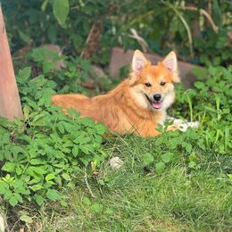 American Eskimo Dog puppies from Rios Pomimo Puppies