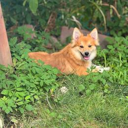 American Eskimo Dog puppies from Rios Pomimo Puppies