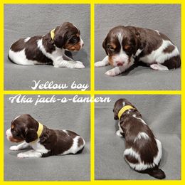 Jack o Lantern - Liver white and orange male Brittany puppy in Osseo, Wisconsin from On Fire Brittanys