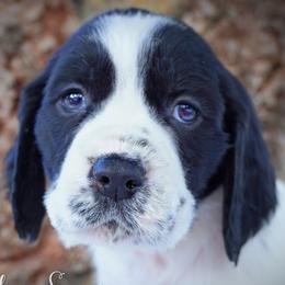 Boy 3 - Black and white male English Springer Spaniel puppy in Great Falls, Montana from Big Sky Springers