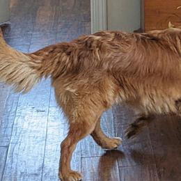 Sierra - Nova Scotia Duck Tolling Retriever