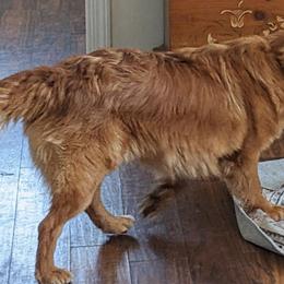 Sierra - Nova Scotia Duck Tolling Retriever