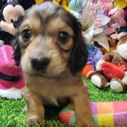 Astro  (Dapple Mc)(AKC and CKC registration included) - Cream male Dachshund puppy in Terlton, Oklahoma from CLARK'S BREEDING PROGRAM