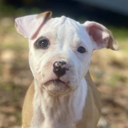 Right Eye - red collar - Red female American Staffordshire Terrier puppy in Monroe, Georgia from Irresistibull Staffords