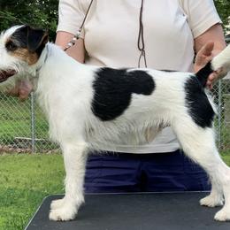 Parson Russell Terrier All Grown Up from HeartSongs Haven /Northeast Division