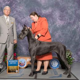 Olly - Great Dane