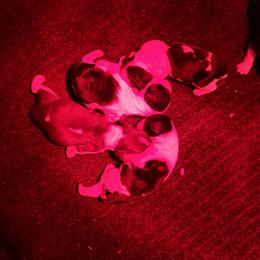 Girl 3 - Black and white female English Springer Spaniel puppy in Illinois from Gentry Springers