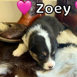 Zoey - Black and tan female Pembroke Welsh Corgi puppy in Corning, California from C.H. Pembroke Corgis