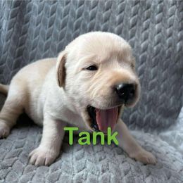 Tank - Yellow male Labrador Retriever puppy in Noxon, California from Blockhead Blessings