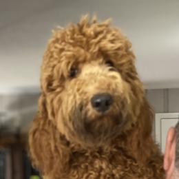 Cash  - Goldendoodle