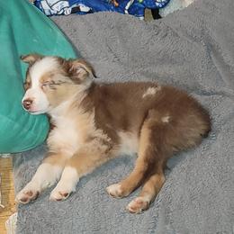 Aussiedoodle, Australian Shepherd, and Poodle Puppies from Georgia Peach Aussies