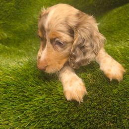 Ghost - Dapple male Dachshund puppy in Buckeye, Arizona from Duran Dachshunds