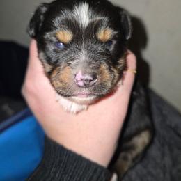 Vegeta - Black tri male Miniature Australian Shepherd puppy in Arlington, Texas from CopperHead Aussies