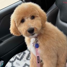 Goldendoodle Puppies from Hannah Mae Doodles