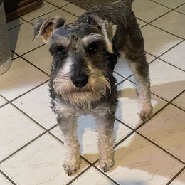 Rip - Miniature Schnauzer