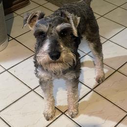 Rip - Miniature Schnauzer