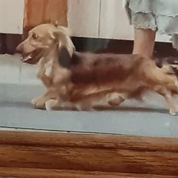 Coz - Dachshund