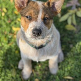 Wallace - Red speckled male Australian Cattle Dog puppy in Rogue River, Oregon from FullMoon Cattle Dogs
