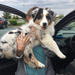 Australian Shepherd Puppies from CinchTight