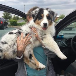 Australian Shepherd Puppies from CinchTight