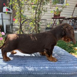 Greta - Chocolate and tan female Dachshund puppy in Stilwell, Oklahoma from Peavine Creek Dachshunds
