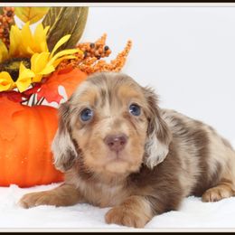 Dachshund Puppies from Aviator's Dachshunds