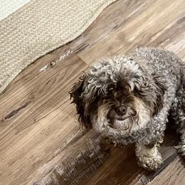 Havanese and Havapoos from Happytailspuppies