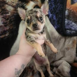 Paisley - Merle female Chihuahua puppy in Ashtabula, Ohio from Paw's & Awe's Chihuahuas