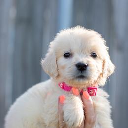Dark pink - Light golden female Golden Retriever puppy in Denison, Texas from Blair Family Goldens