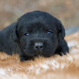 Boy 1 - Black male Labrador Retriever puppy in Amesbury, Massachusetts from Fox Hill Farm & K9