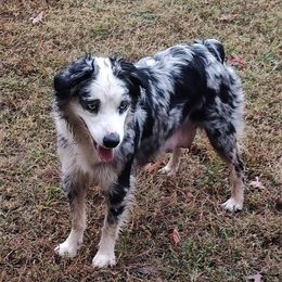 Etta - Miniature Australian Shepherd