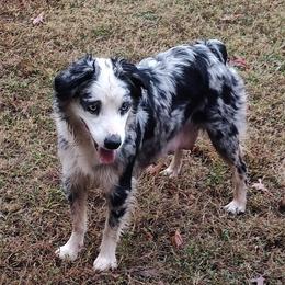 Etta - Miniature Australian Shepherd