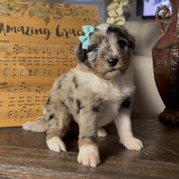 Marigold - Blue merle female Aussiedoodle puppy in Cartersville, Georgia from Simply Blessed Doodles