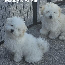 Bolognese, Mudi, and Toy Fox Terrier All Grown Up from JANUS SHOW DOGS