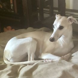 Whippet All Grown Up from Timbreblue Whippets