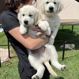 Golden Retriever Puppies from Stud Service