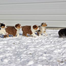 Australian Shepherd and Soft Coated Wheaten Terrier Puppies from Ironwood Ridge Kennels