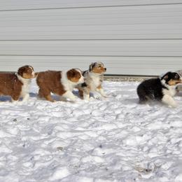 Australian Shepherd and Soft Coated Wheaten Terrier Puppies from Ironwood Ridge Kennels