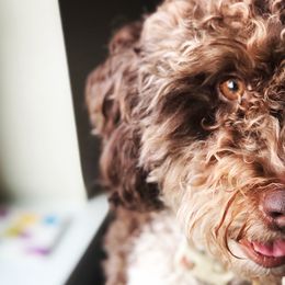 Lagotti Romagnoli from Lagotto NW