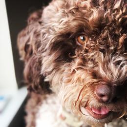 Lagotti Romagnoli from Lagotto NW