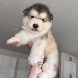Thorn - Sable and white male Alaskan Malamute puppy in Spokane, Washington from Asgard Wooly Malamutes