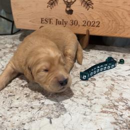 Boy 3 - Golden male Golden Retriever puppy in Olathe, Colorado from Duck Dogs Colorado