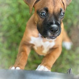 Abalone - Fawn female Boxer puppy in Grand Island, Florida from Seas The Day