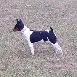 Girl 3 - Rat Terrier puppy in Checotah, Oklahoma from AdamsAcres Rat Terriers
