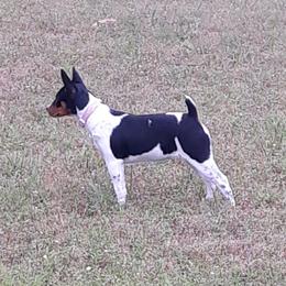 Girl 3 - Rat Terrier puppy in Checotah, Oklahoma from AdamsAcres Rat Terriers