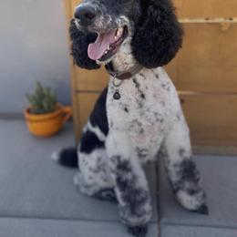 Emmi - Parti female Poodle puppy in Yuba City, California from Lucky Day Doodles