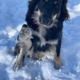 Nikki - Australian Shepherd