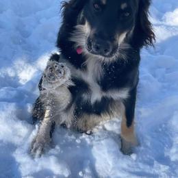Nikki - Australian Shepherd