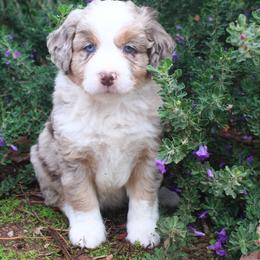 Cooper - Red merle male Aussiedoodle puppy in Apache Junction, Arizona from Loving Doodle